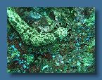 48 Strange sea cucumber